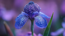   Blue Flower With Droplets On Petals Against A Soft Focus Backdrop
