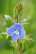 Colorful closeup on the emerald blue flower of the germander speedwell, Veronica chamaedrys