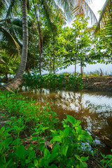 Wall Mural - Green Banana and Coconut tree plantation in nature farm with a water canal a tropical rain forest the garden integrated agriculture nature the garden with daylight blue sky white clouds in Thailand.