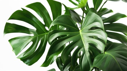 Isolated tropical leaves. Generative AI