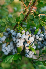 Wall Mural - Ripe bunch of blueberries hanging from a bush ready to be picked