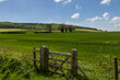 Looking out over fields of young cereal crops growing in the South Downs, on a sunny spring day