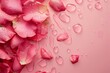© bramthestocker - Beautiful rose petals in water on pink background, top view.