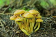 a group of  poisonous beautiful small yellow young non-edible fresh false mushrooms growing in the ground in the forest during the day