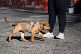 Fototapeta Pomosty - Cute light brown puppy in a pink and gray harness at the feet of a woman on a sunny spring day at the dog park

