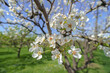 Apple tree blossom in spring. Natural background.