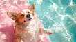 © bee - corgi dog swimming and enjoying cool water in summer, refreshing and playful pet concept