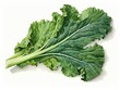 Kale watercolor style isolated on white background