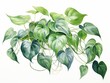 Pothos watercolor style isolated on white background