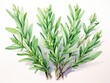 Rosemary watercolor style isolated on white background