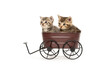 Two cute tabby kittens sitting in decorative wagon