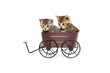 Two cute tabby kittens sitting in decorative wagon