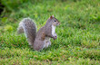 eastern gray squirrel in the grass
