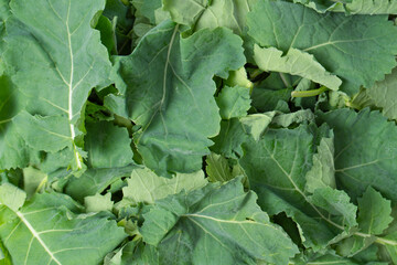 Wall Mural - Mix of fresh salad as a background. Top view.