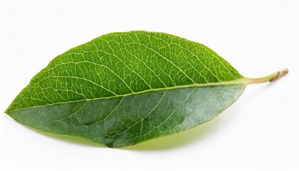 Wall Mural - green leaves of blueberry isolated on white or transparent background