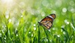 natural spring or summer green grass field with butterfly and sunny bokeh background