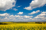 Fototapeta  - rapeseed field and sky
