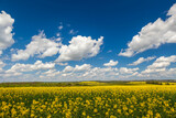 Fototapeta  - field of yellow flowers