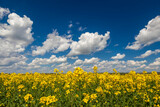 Fototapeta  - yellow field and sky