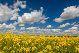 Fototapeta  - field of yellow flowers