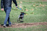 Fototapeta Pomosty - Happy dark brown hunting dog with white spots and a blue collar running in front of person and playing fetch in the dog park on a sunny spring day

