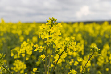 Wall Mural - yellow rapeseed flowers against the sky with clouds