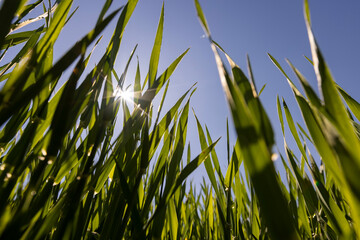 Wall Mural - winter wheat for a large harvest