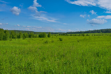 Wall Mural - Summer meadow landscape with green grass and wild flowers on the background of a forest.