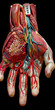 © Awildbulbasaur - Anatomia da Mão Humana com Diversas Partes Rotuladas