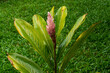Garden with the Alpinia purpurata plant, also known as red ginger. Plants and flowers.