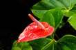 Anthurium andraeanum plant, red, with green leaves around. Plants and flowers.