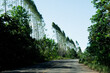 An asphalt road with tropical forest around it.