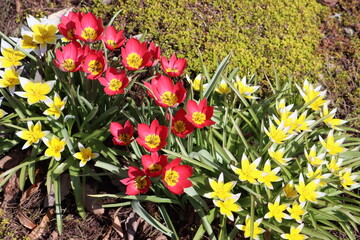 Sticker - Sweden. Late tulip (lat. Tulipa tarda) is a species of perennial, bulbous, herbaceous plants from the genus Tulip of the Liliaceae family. 