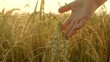 Farmer touches ears of wheat in field with his fingers, inspecting his harvest. Female farmer walks through wheat field at sunset, touching yellow ears of wheat with her hands. Agricultural business