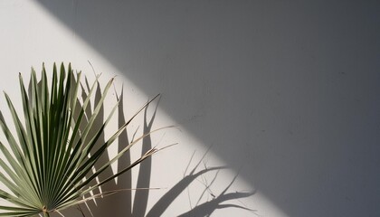 Wall Mural - tropical palm leaves shadow on a white wall