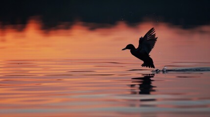 The act of setting birds free at the water's edge as the sun dips low, a serene ritual of hope and renewal witnessed in the quiet of the evening.