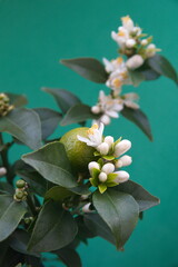 Blossom of chinotto, Citrus myrtifolia with fruits, the myrtle-leaved orange tree, on green background