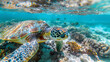 photo near turtle colorful sea bed