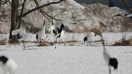 Poster - Japanese crane (Grus Japonensis) in Hokkaido,Japan