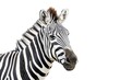 Noble portrayal of a zebra standing against a white background