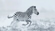 A zebra is running through the snow
