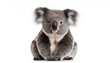 koala or koala bear - Phascolarctos cinereus - is an arboreal herbivorous marsupial native to Australia. sitting and looking towards camera,  cute and adorable, isolated cutout on white background