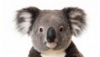 koala or koala bear - Phascolarctos cinereus - is an arboreal herbivorous marsupial native to Australia. Relaxed and looking towards camera,  cute and adorable, isolated cutout on white background