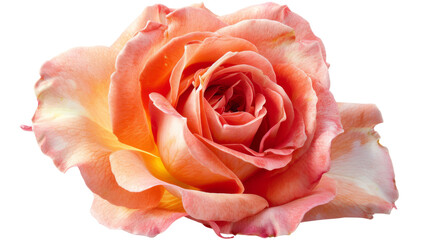 Poster - Beautiful rose flower