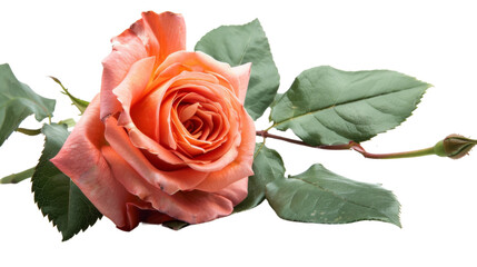 Poster - Beautiful rose flower