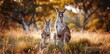 Two kangaroos are standing in a field of tall grass