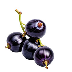 Sticker - Blackcurrant black currant cassis isolated on transparent background