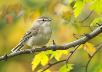 Naklejka na meble Warbler Bird Perched on Branch Amidst Autumn Leaves Nature Scene