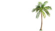 © PNG Kingdom  - Young palm tree