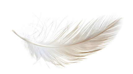 white feather